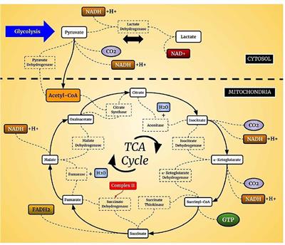 Concepts of Neuroinflammation and Their Relationship With Impaired Mitochondrial Functions in Bipolar Disorder